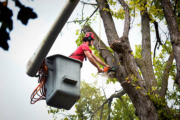 Best Emergency Tree Service  in Northview, MI